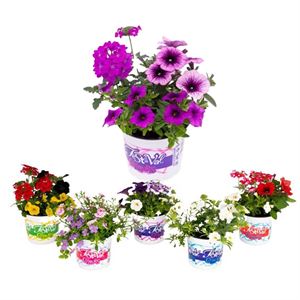 Bild von Festivalcolours Parade P12 Divers (3 soorten in de pot)